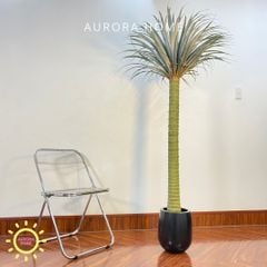 Chậu cây huyết rồng một thân cao cấp trang trí nhà