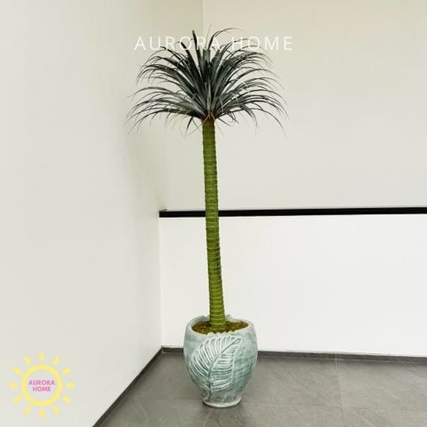 Chậu cây huyết rồng một thân cao cấp trang trí nhà