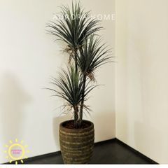 Cây giả Premium cây huyết rồng trang trí (210cm)