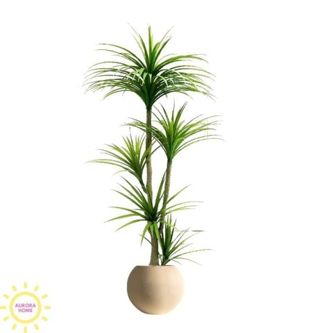 Cây huyết rồng xanh thân đẹp cao cấp