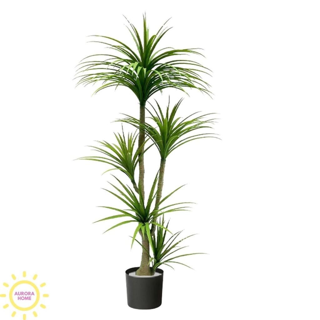 Cây huyết rồng xanh thân đẹp cao cấp
