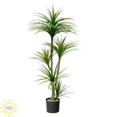 Cây huyết rồng xanh thân đẹp cao cấp