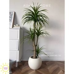 Cây huyết rồng xanh thân đẹp cao cấp
