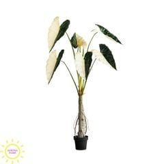 Cây giả Premium Cây Môn Ngựa Salian Alocasia bạch biến