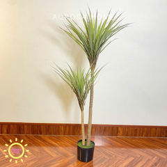 Chậu cây lưỡi rồng cao cấp