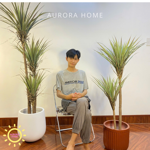 Chậu cây lưỡi rồng cao cấp