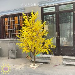 Cây hoa mai giả dáng đẹp trang trí văn phòng dịp Tết