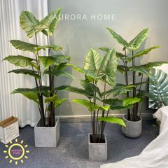 Cây khoai môn nước Philodendro cao cấp - cây nhân tạo trang trí