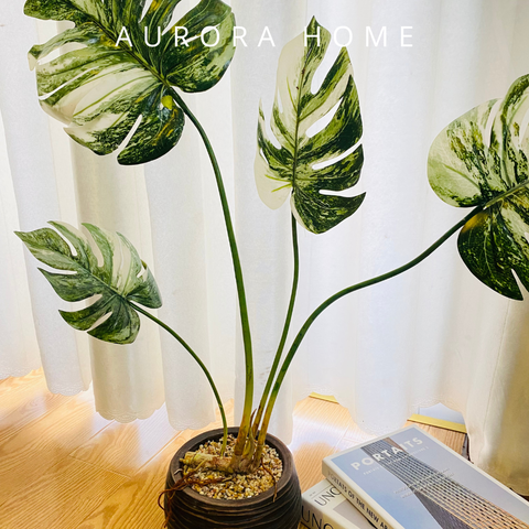 Chậu cây lá Monstera giả bạch biến (4 cành có rễ nổi)