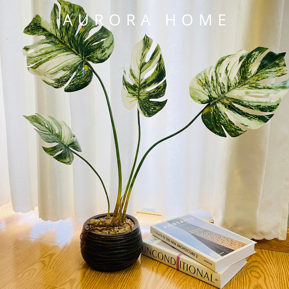 Chậu cây lá Monstera giả bạch biến (4 cành có rễ nổi)