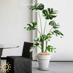 Cây giả Monstera đột biến tán lá đẹp