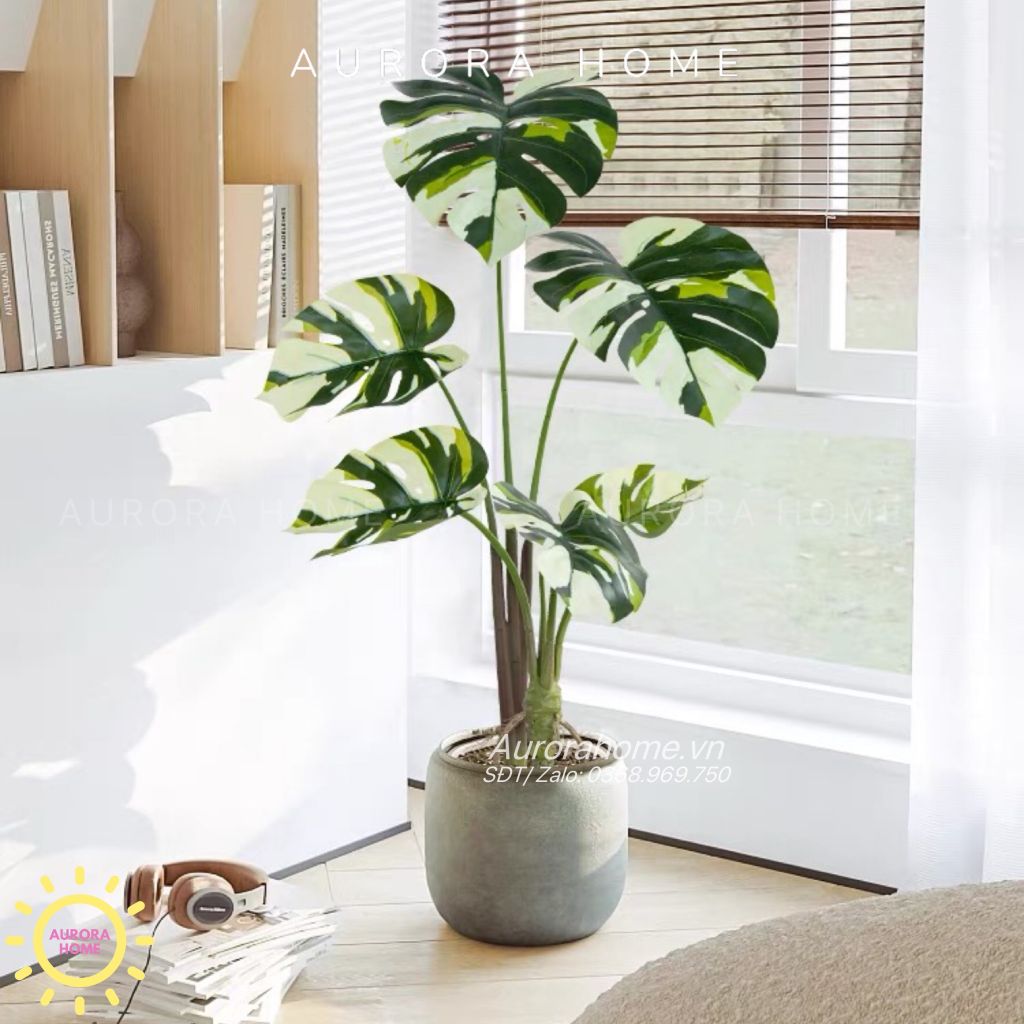 Cây giả Monstera đột biến tán lá đẹp