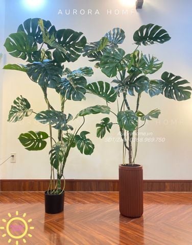Cây Monstera lá rùa nhiệt đới cao cấp đẹp sống động như thật