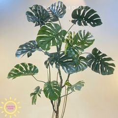 Cây Monstera lá rùa nhiệt đới cao cấp đẹp sống động như thật