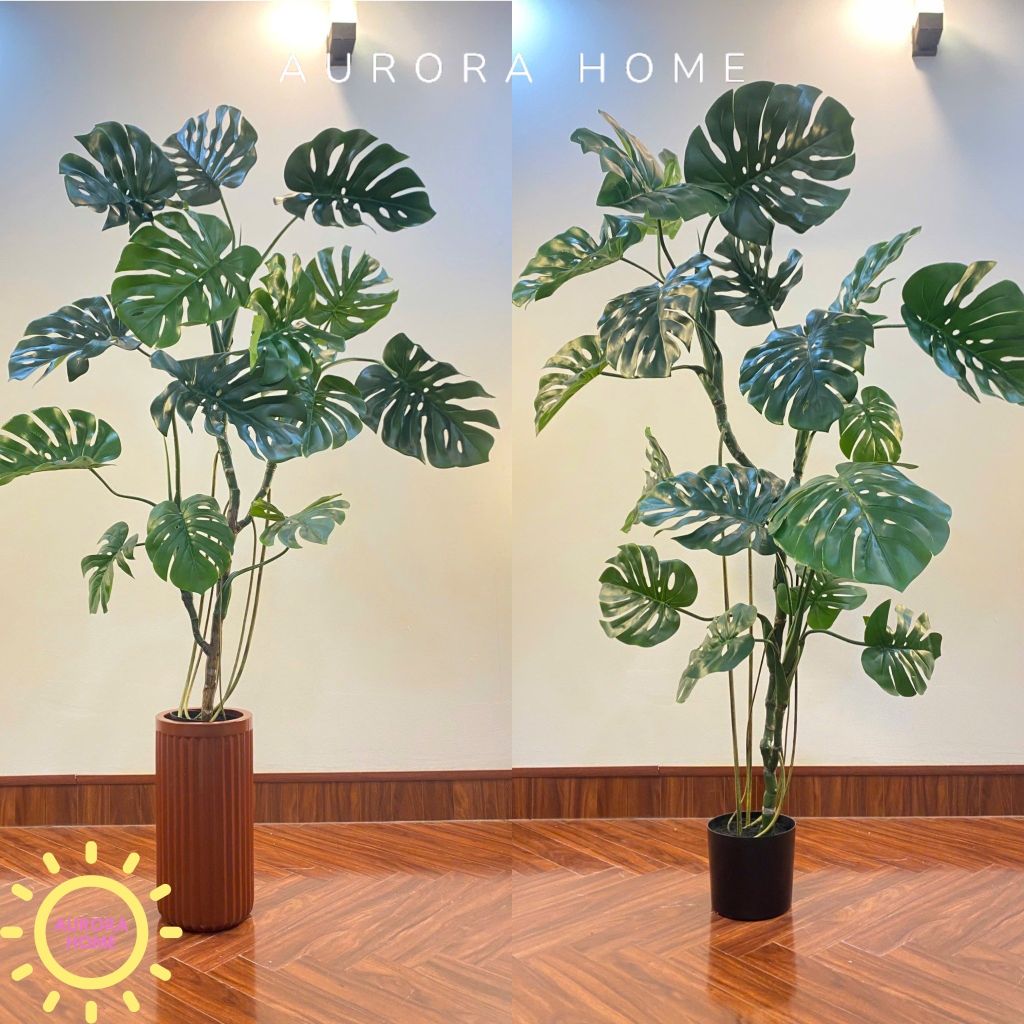 Cây Monstera lá rùa nhiệt đới cao cấp đẹp sống động như thật