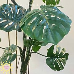 Cây Monstera lá rùa nhiệt đới cao cấp đẹp sống động như thật