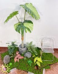 Cây giả Premium cây Monstera lá rùa đột biến cao cấp