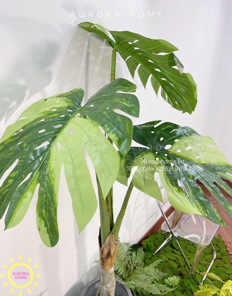 Cây giả Premium cây Monstera lá rùa đột biến cao cấp
