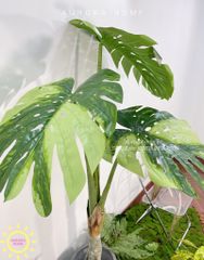 Cây giả Premium cây Monstera lá rùa đột biến cao cấp