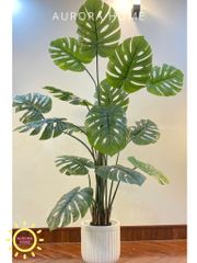 Cây Monstera giả trang trí tán xoè trang trí phòng