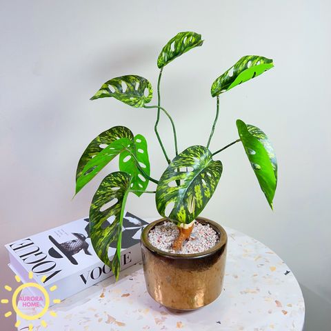 Cây giả mini để bàn Cây Monstera Nam Mỹ bạch biến