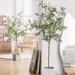 Cây ô liu giả trang trí phòng khách
