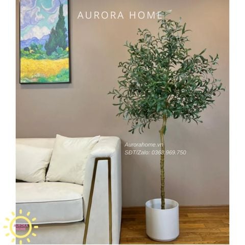 Cây ô liu giả tán tròn trang trí xinh xắn