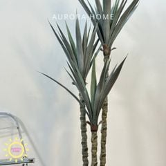 Cây Phất Dụ Rồng giả - Cây giả phong thuỷ mang đến tài lộc