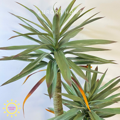 Chậu cây phát tài núi 2 thân cao cấp