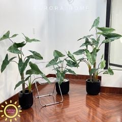Cây giả Premium cây Ráy Alocasia Frydek