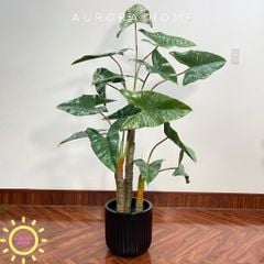 Cây giả Premium cây Ráy Alocasia Frydek