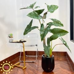 Cây giả Premium cây Ráy Alocasia Frydek
