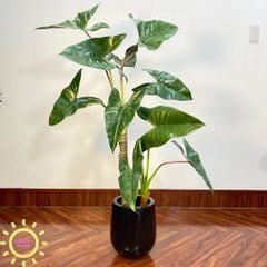 Cây giả Premium cây Ráy Alocasia Frydek