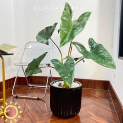 Cây giả Premium cây Ráy Alocasia Frydek