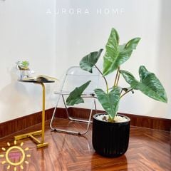Cây giả Premium cây Ráy Alocasia Frydek