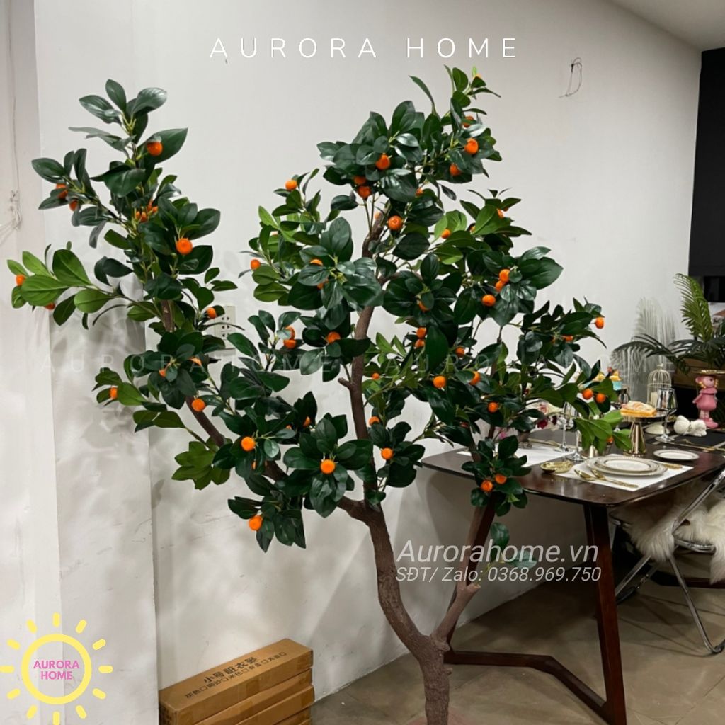 Cây tắc giả lớn - Trồng theo kích thước yêu cầu