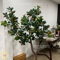 Cây tắc giả lớn - Trồng theo kích thước yêu cầu