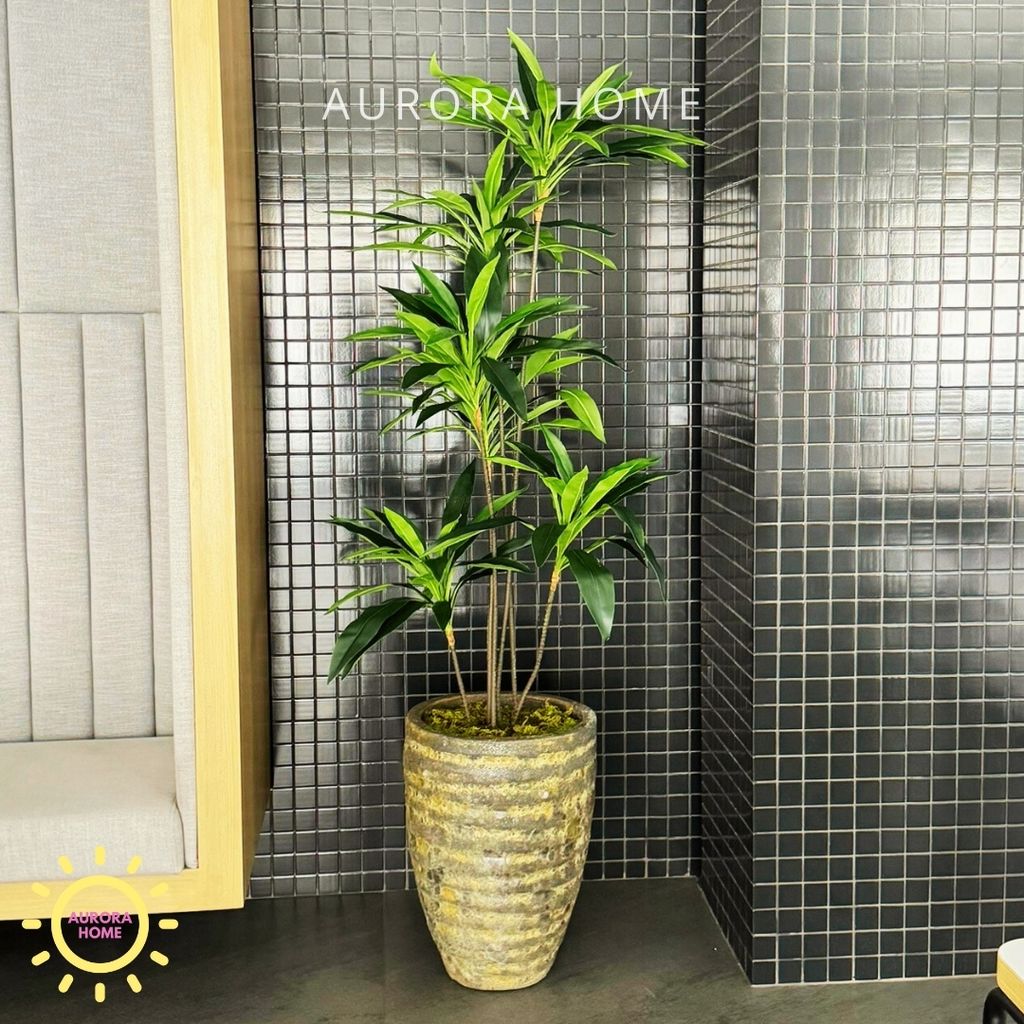 Cây thiết mộc lan (cây phát lộc) giả trang trí