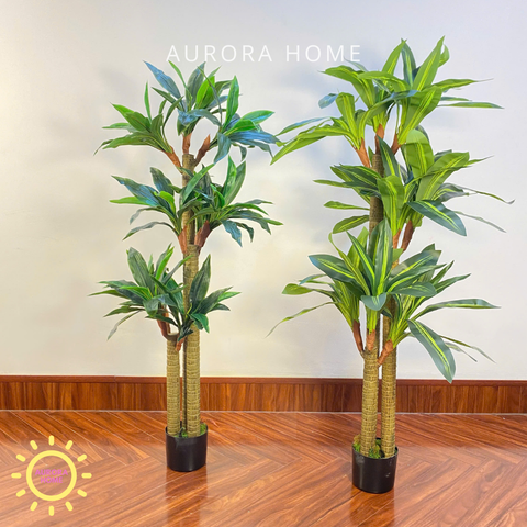 Chậu cây thiết mộc lan 3 thân cao cấp