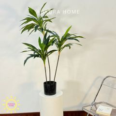 Cây thiết mộc lan (cây phát lộc) giả trang trí