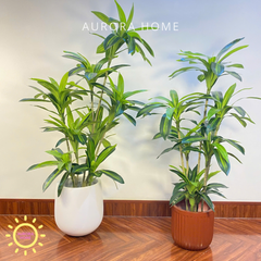 Chậu cây thiết mộc lan cao cấp