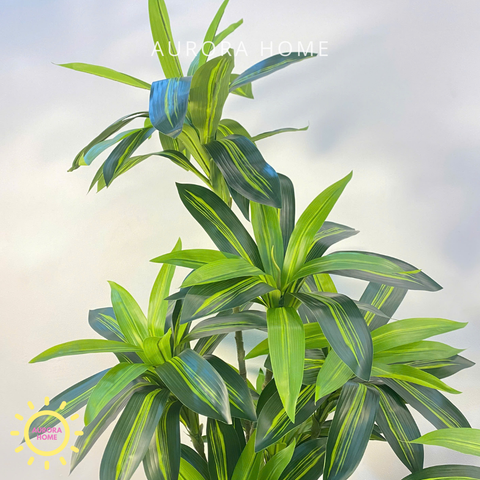 Chậu cây thiết mộc lan cao cấp