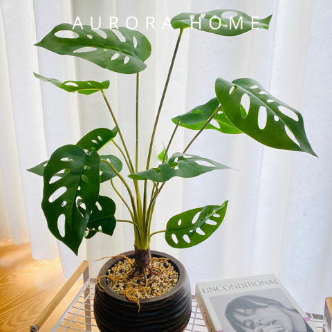 Chậu cây trầu bà lá xẻ giả kèm rễ nỗi phong cách cổ điển