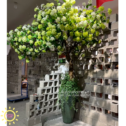 Cây hoa tú cầu giả dáng bonsai - Trồng theo kích thước yêu cầu