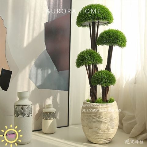 Cây Tùng Bonsai đầu nấm