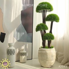 Cây Tùng Bonsai đầu nấm