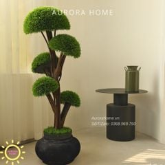 Cây Tùng Bonsai đầu nấm