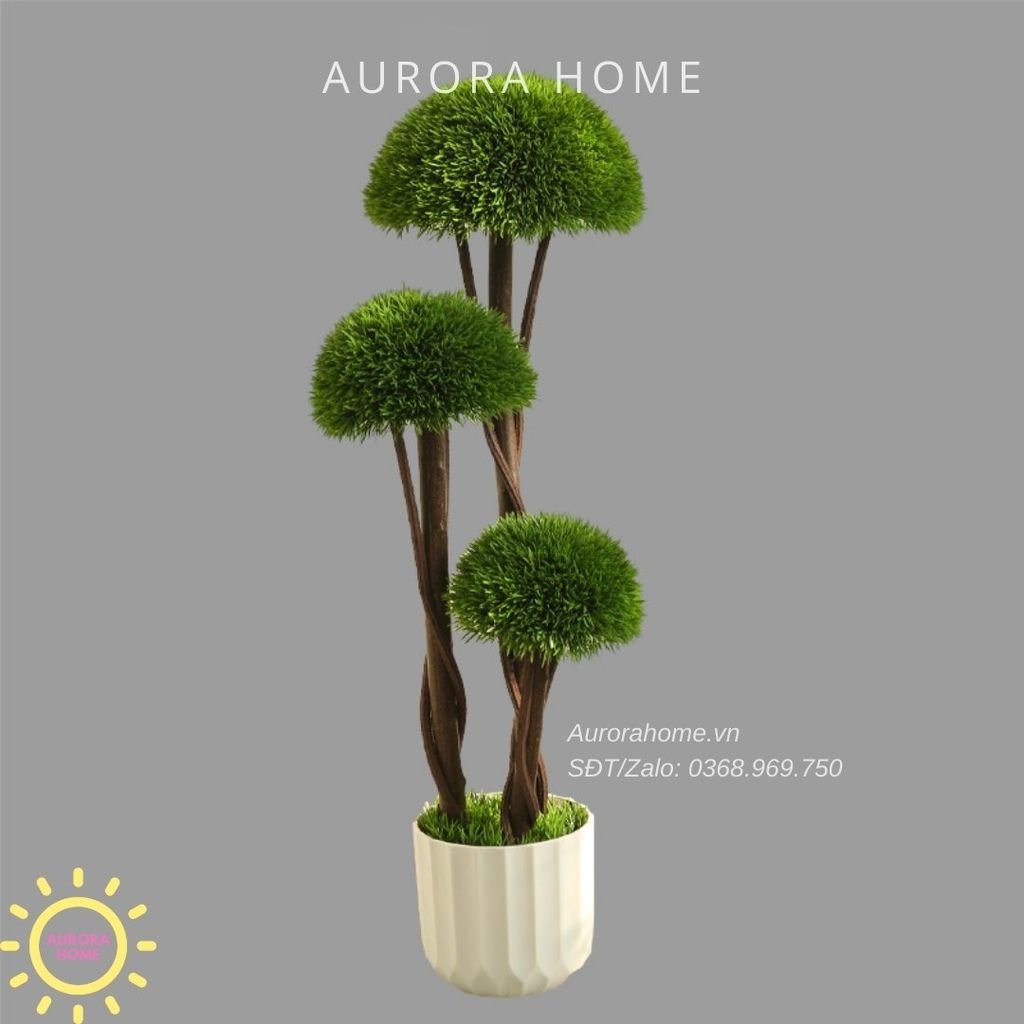 Cây Tùng Bonsai đầu nấm