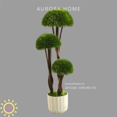 Cây Tùng Bonsai đầu nấm