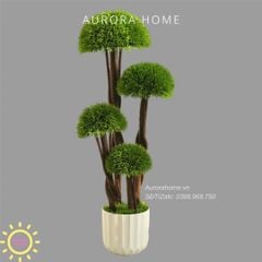 Cây Tùng Bonsai đầu nấm